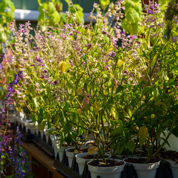 Grandstand Salvia