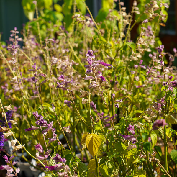 Grandstand Salvia