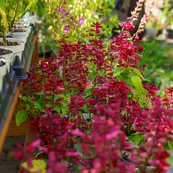 Grandstand Salvia