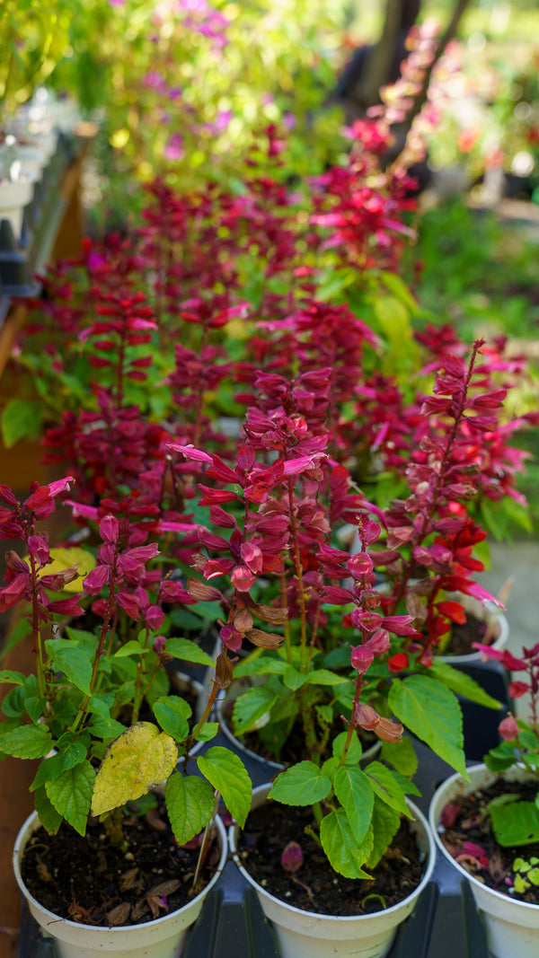 Grandstand Salvia