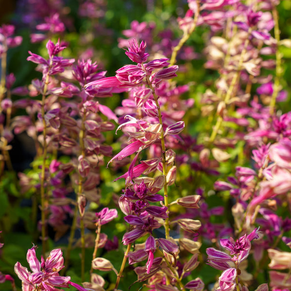 Grandstand Salvia