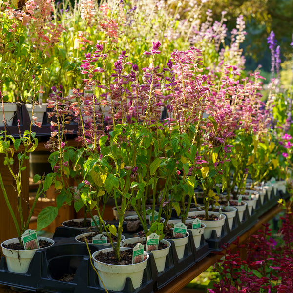 Grandstand Salvia