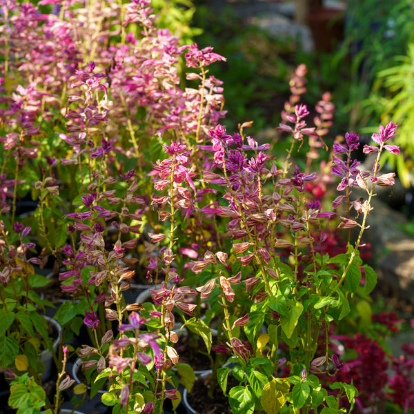 Grandstand Salvia