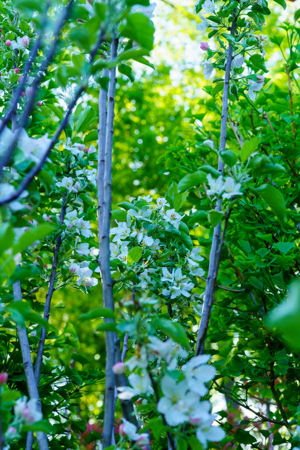 Granny Smith Apple Tree - Apple - Fruit Trees