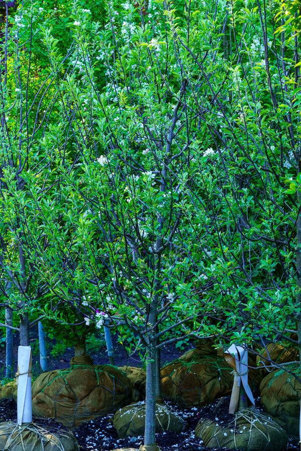 Granny Smith Apple Tree - Apple - Fruit Trees