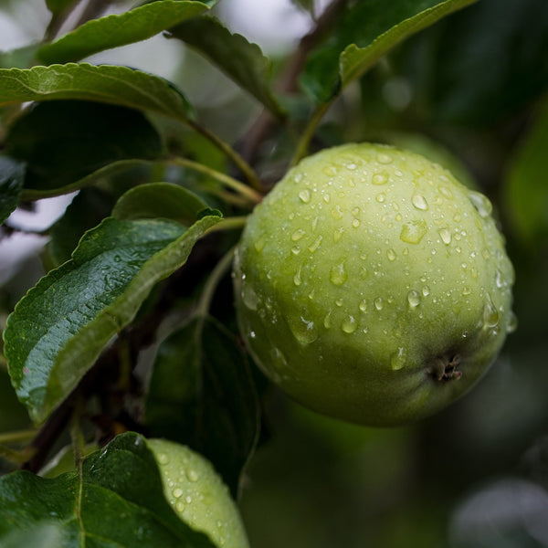 Granny Smith Apple Tree - Apple - Fruit Trees