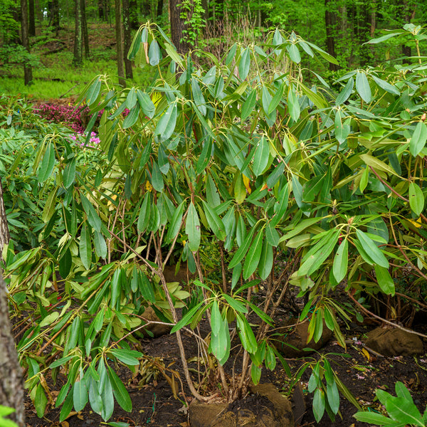 Rosebay Rhododendron