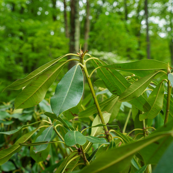 Rosebay Rhododendron