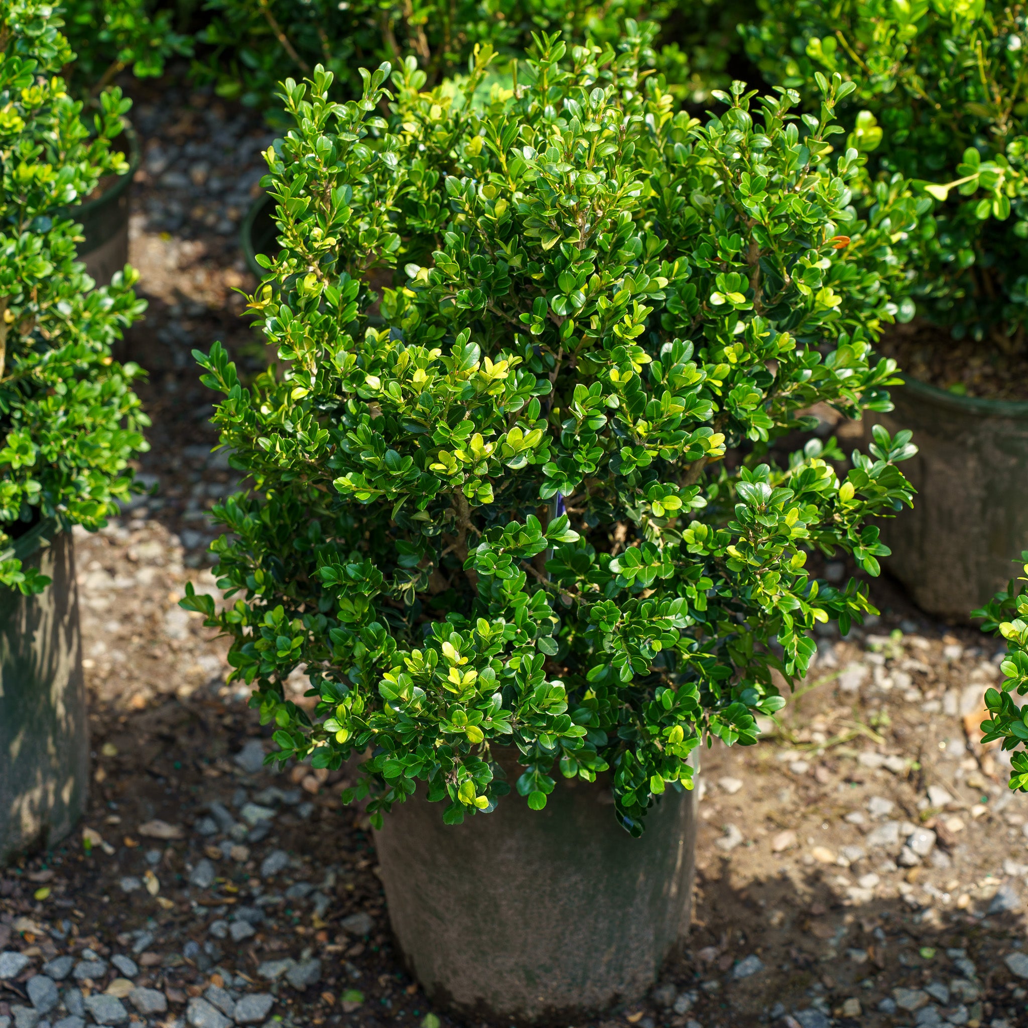 Green Beauty Boxwood – Plant Detectives