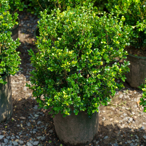 Green Beauty Boxwood