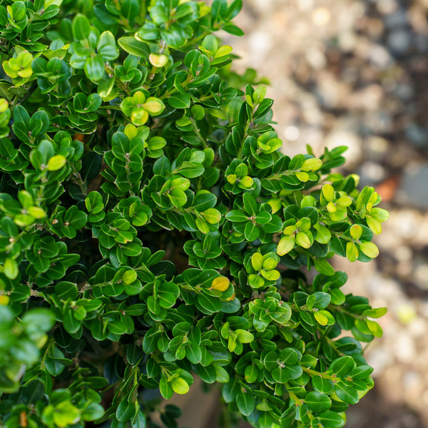 Green Beauty Boxwood