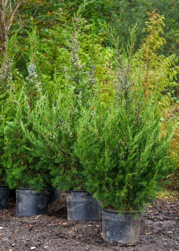 Green Columnar Juniper