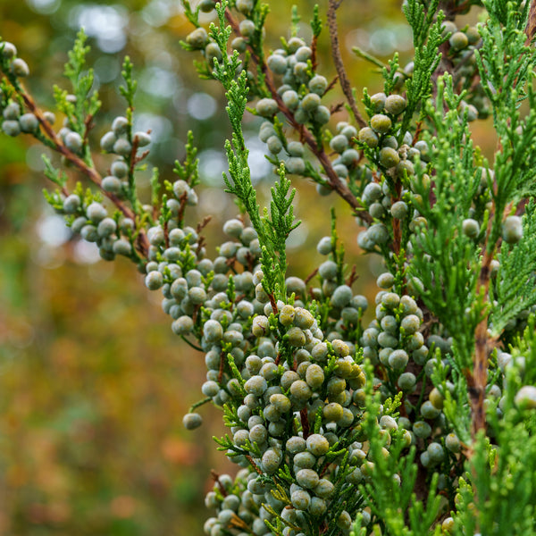 Green Columnar Juniper