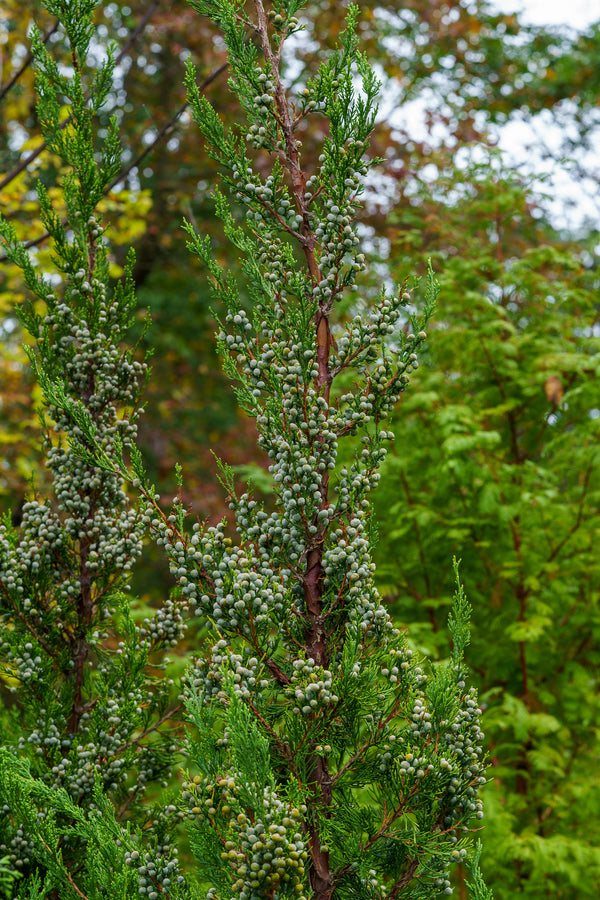 Green Columnar Juniper