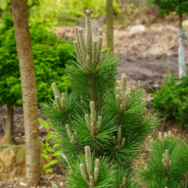 Green Elf Japanese Black Pine