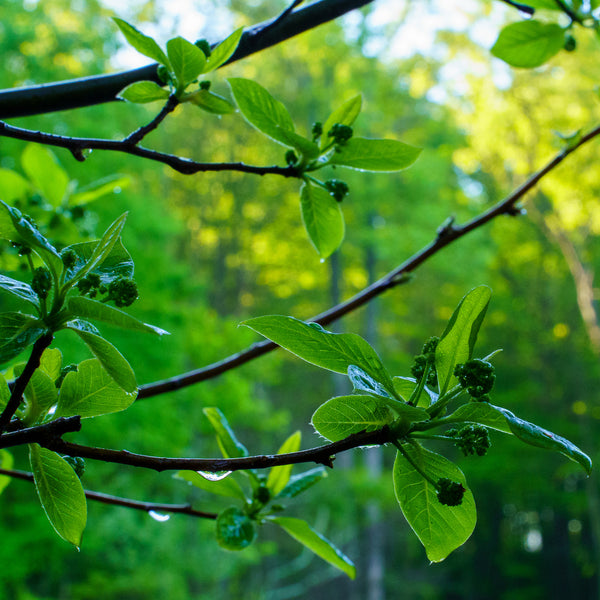 Green Gable Black Tupelo - Tupelo - Shade Trees