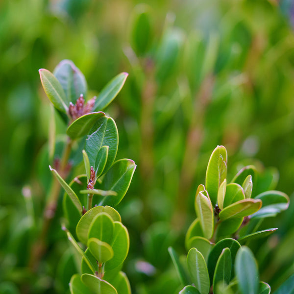 Green Gem Boxwood - Boxwood - Shrubs