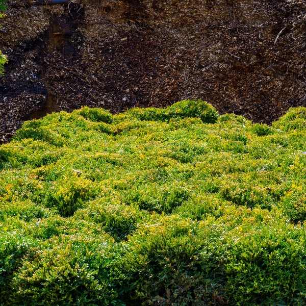 Green Gem Boxwood - Boxwood - Shrubs