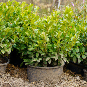 Green Goblet Cherry Laurel - Cherry Laurel - Shrubs