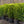 Load image into Gallery viewer, Green Mountain Boxwood
