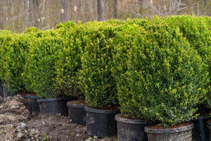 Green Mountain Boxwood