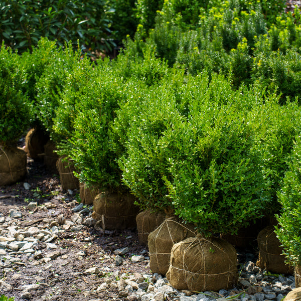 Hedging Green Mountain Boxwood