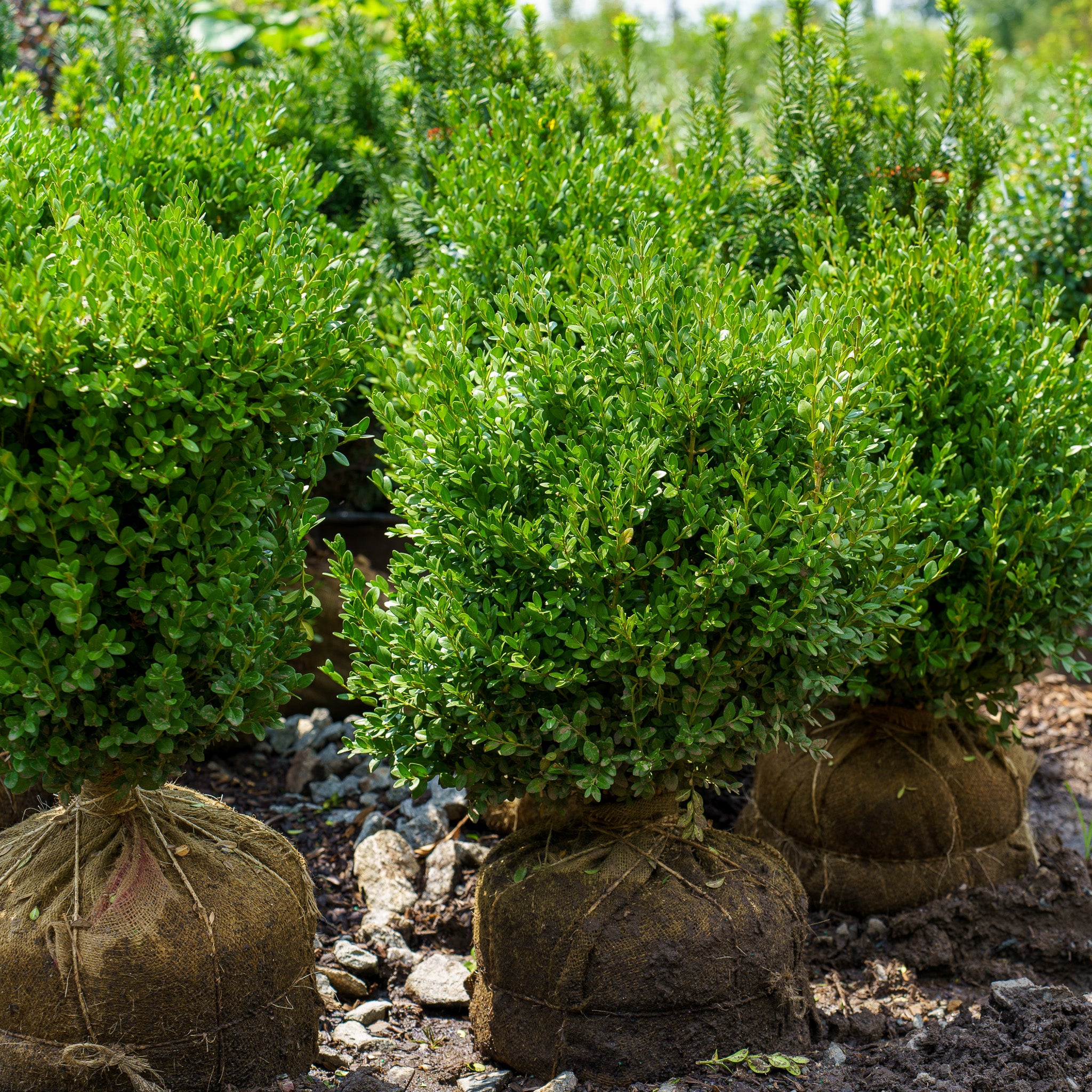GreenMountainBoxwood_3_8380466