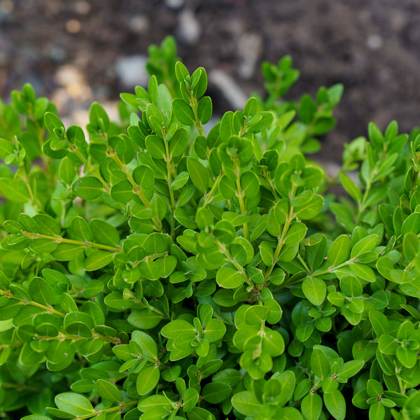 Green Mountain Boxwood