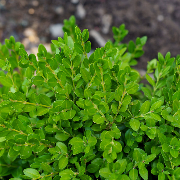 Cone Green Mountain Boxwood