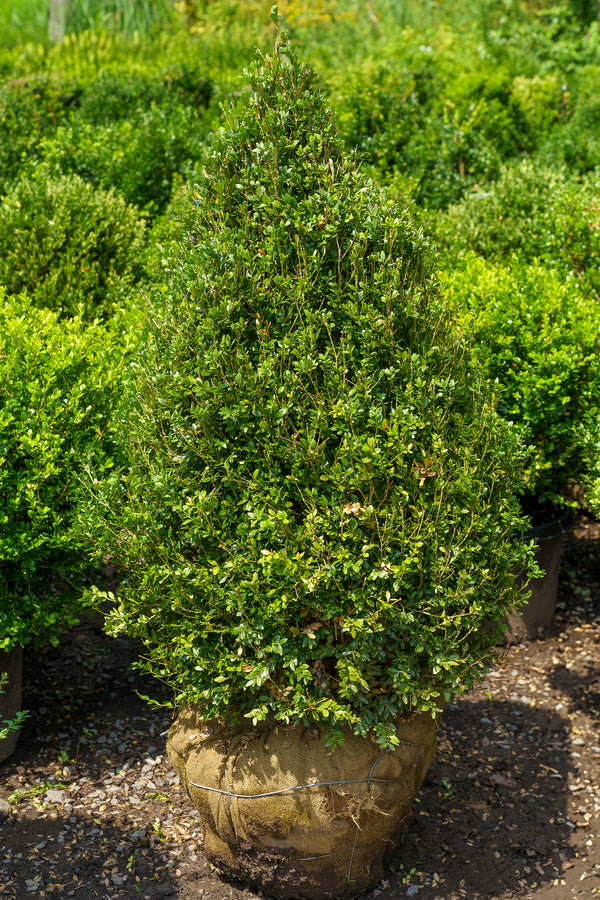 Cone Green Mountain Boxwood