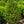Load image into Gallery viewer, Green Mountain Boxwood
