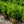Load image into Gallery viewer, Green Mountain Boxwood
