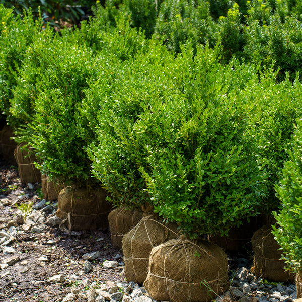 B&B Globe Green Mountain Boxwood