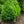 Load image into Gallery viewer, Green Mountain Boxwood
