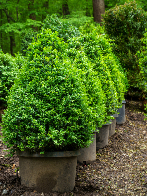 Cone Green Mountain Boxwood