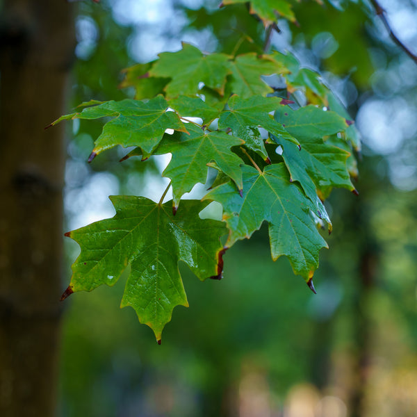 Green Mountain Sugar Maple