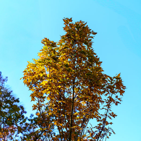 Green Mountain Sugar Maple