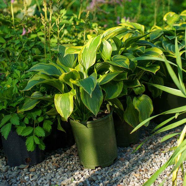 Green Patriot Hosta