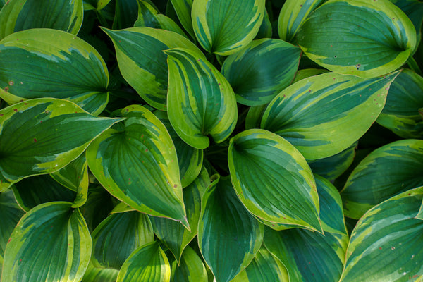 Green Patriot Hosta