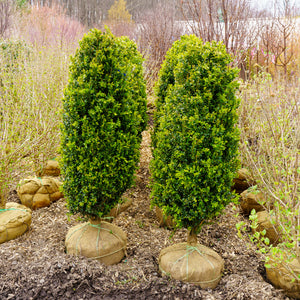 Green Pillar Boxwood - Boxwood - Shrubs