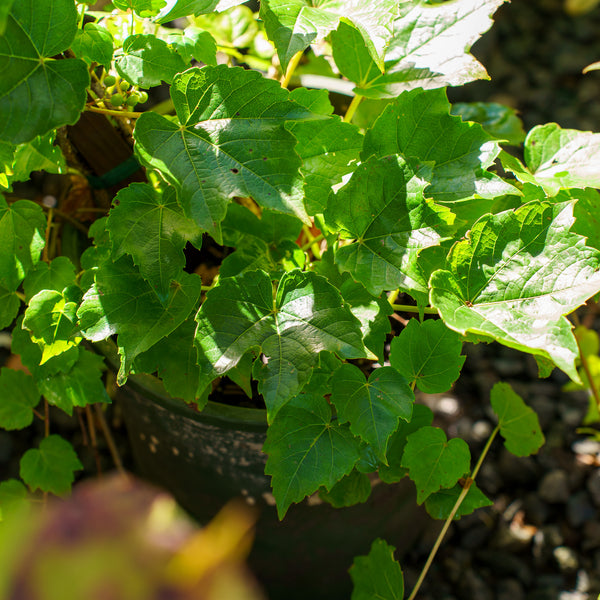 Green Showers Boston Ivy