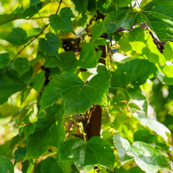 Green Showers Boston Ivy