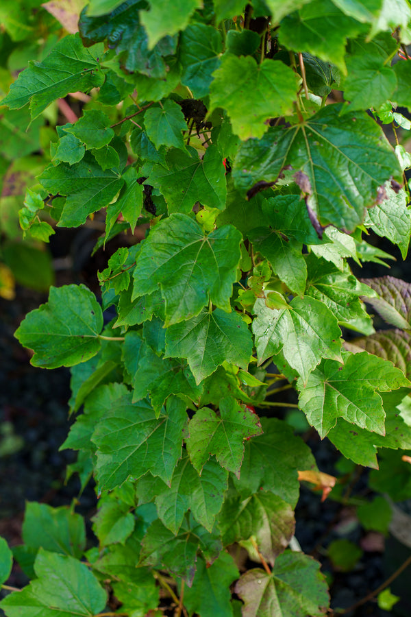 Green Showers Boston Ivy