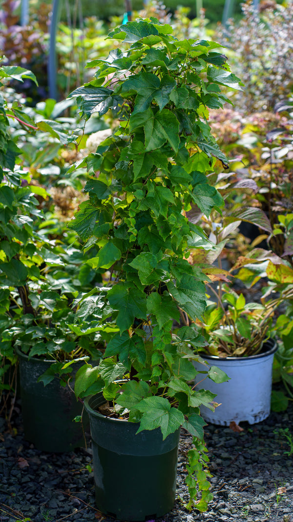 Green Showers Boston Ivy