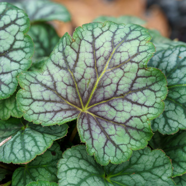 Green Spice Coral Bells