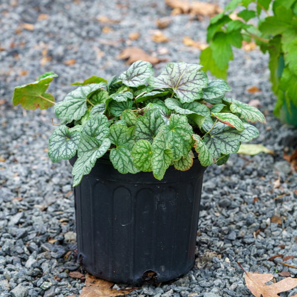 Green Spice Coral Bells