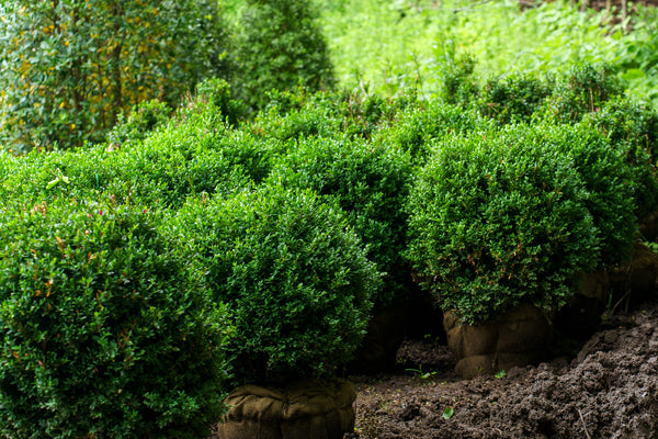 Green Velvet Boxwood