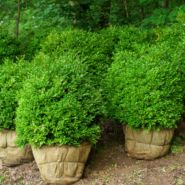 Green Velvet Boxwood