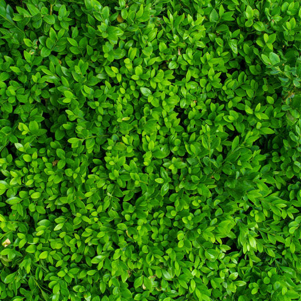 Green Velvet Boxwood