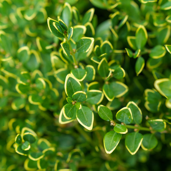 Green Velvet Boxwood